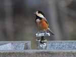 ヤマガラ130126_2.jpg