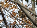 アカハラ_111104.jpg
