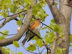 アカハラ_120428.jpg