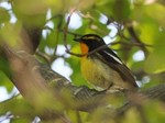 キビタキ♂130504.jpg