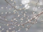 コブシ芽130309.jpg