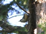 ゴジュウカラ121013_1709.jpg