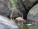 ササゴイ_若120707_1.jpg
