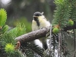 シジュウカラ_幼130511.jpg