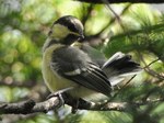 シジュウカラ_幼130622.jpg