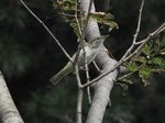 センダイムシクイ?120908.jpg