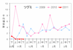 ツグミ11年11月.gif