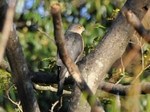 ツミ♂121103_1848.jpg