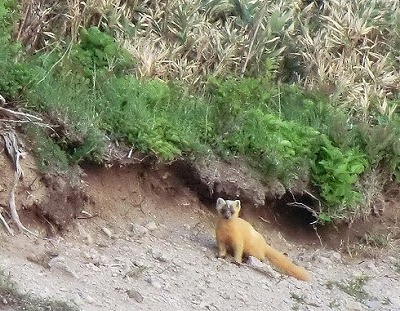 テン佐渡120530.jpg