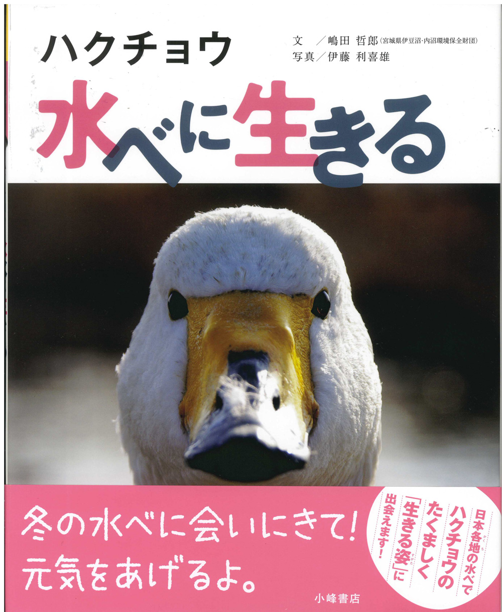 嶋田ハクチョウ.jpg
