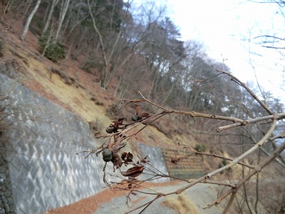 CIMG0881.jpg