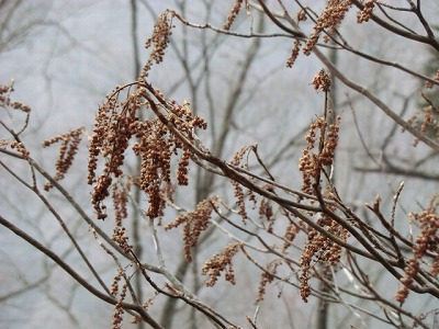 CIMG0887.jpg