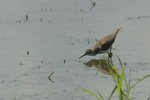 IMG_5240.JPG