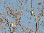 atori_111224.jpg