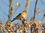 atori_120212.jpg