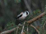 enaga_111217.jpg