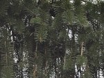 enaga_120324.jpg