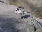 enaga_120408.jpg