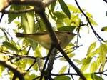 ezomushikui_130504.jpg