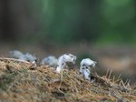 ginryousou_120630.jpg