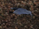 hashiboso_120115.jpg