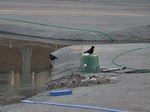 hashibosogarasu_120212.jpg
