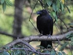 hashibutogarasu_120811.jpg