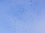 hiyodori_12428.JPG