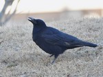 kaito_130126.jpg
