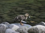 karugamohina_120804.jpg