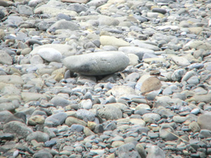katsudo130409.jpg