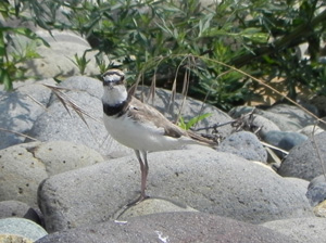 katsudo130625.jpg