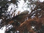 kikuitadaki_121117.jpg