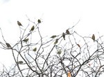 mahiwa_121124.jpg