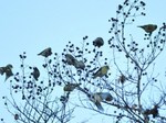 mahiwa_130105.jpg