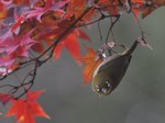 mejiro_121201.jpg