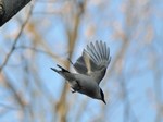 onaga_120128_1.jpg
