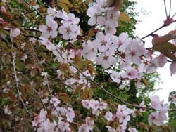 sakura.jpg