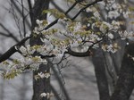 sakura_130406.jpg