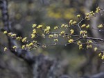sansyuyu_120318.jpg