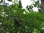 sasagoi_120623.jpg