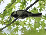 shijukara_130427.jpg