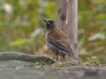 shirohara_130330.jpg