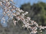 sidarezakura_130323.jpg