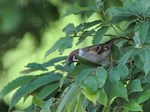 suzume_120519.jpg