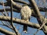 tsumi_130414.jpg