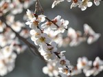 ume_130316.jpg